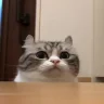 CatJump emote