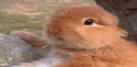 tak emote