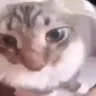 :dd emote