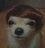 SeniorWoofers emote