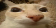 gato emote