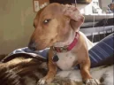 Capping emote
