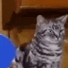 catPong1 emote