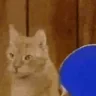 catPong2 emote