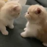 twocatsfightingonacouch emote