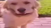 Stayaway emote