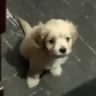 puppyLeave emote