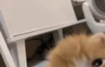 idiotCat emote