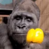 lmao emote