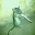 rat