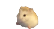 hamstosis emote