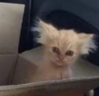 QUECOJONETES emote