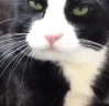 CatLick emote