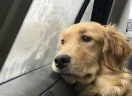 depressed emote