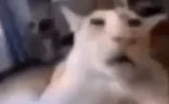wut emote