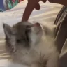 BOOP emote