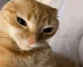 cuh emote