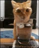 catWater emote