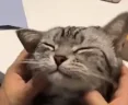 SoCute emote