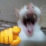 WAJAJA emote