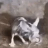 RatLookingSussyAndCold emote