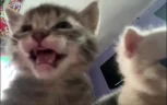 twokittenslookingatyouandmeowing emote