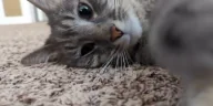 wyd emote