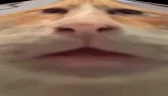 IMLOST emote