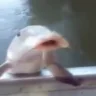 calaboca emote