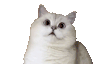 catwoah