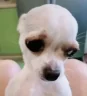 ( emote