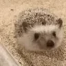 hogStretch emote