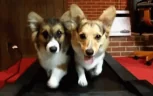 treadmilll emote