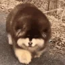 fluffyDog emote