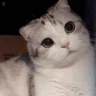 luh emote