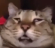 zonked emote