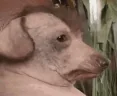 creature emote
