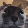 kuh emote