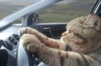 jetpackcat emote