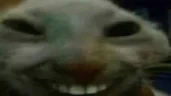 xddShaking emote