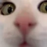 buh emote