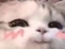 hehecat emote