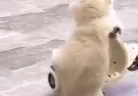 MEEEOOOOM emote