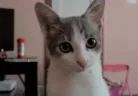 vuh emote