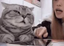 PleaseStopTalking emote