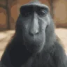 monkeyRizz emote