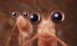 krill emote