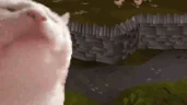 catJamOSRS emote