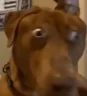HUUH emote