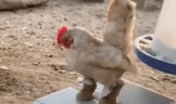 COCKStep emote